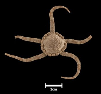 Media type: image;   Invertebrate Zoology OPH-5306 Description: Top down view of single ophiuroid specimen with a scale bar.;  Aspect: dorsal